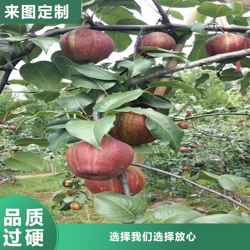 北美冬青-视频-吉林省四平市轩园北美冬青可服务区域公主岭|双辽|延边|吉林|长春|辽源|通化等