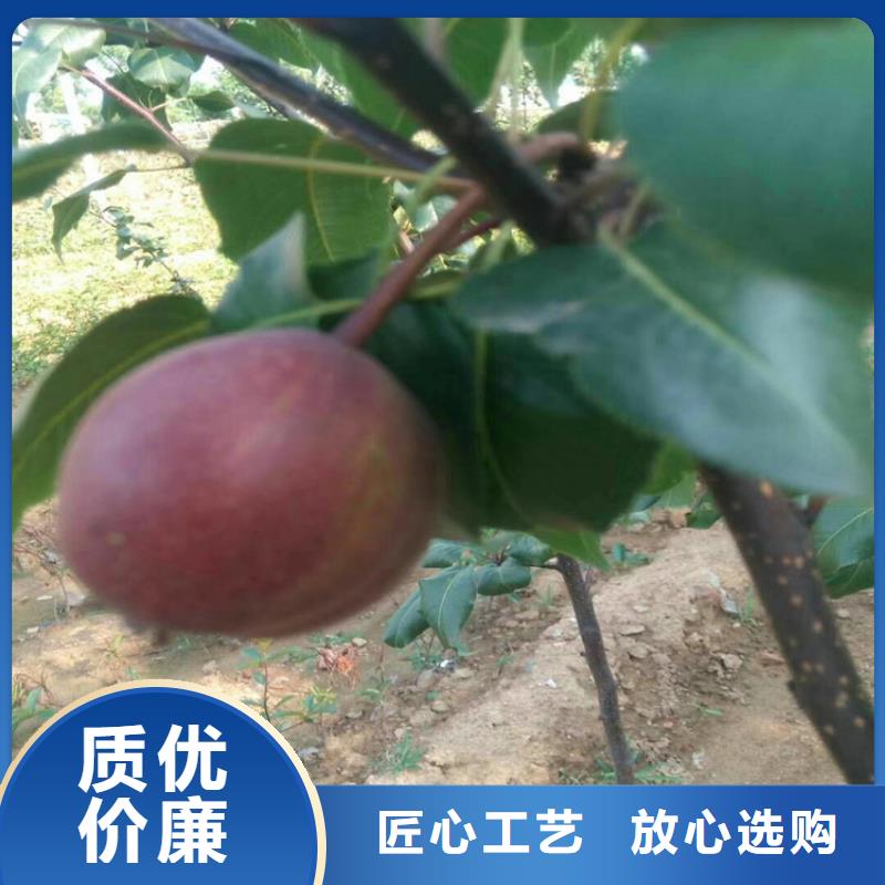 北美冬青-视频-吉林省四平市轩园北美冬青可服务区域公主岭|双辽|延边|吉林|长春|辽源|通化等