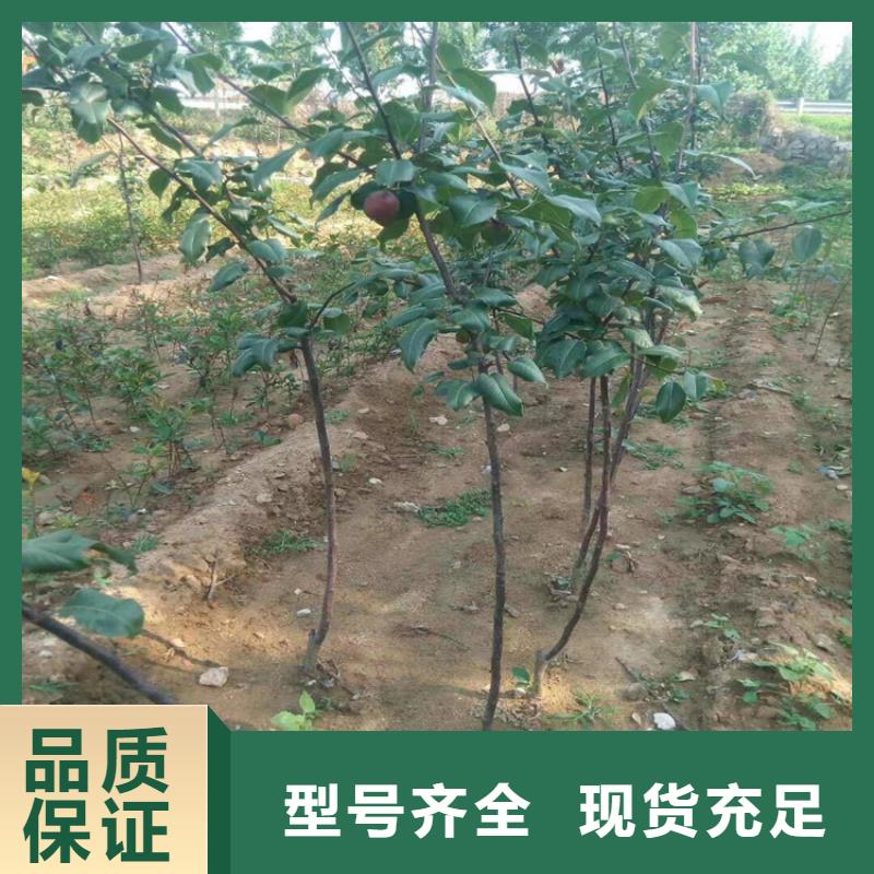 北美冬青-视频-吉林省四平市轩园北美冬青可服务区域公主岭|双辽|延边|吉林|长春|辽源|通化等