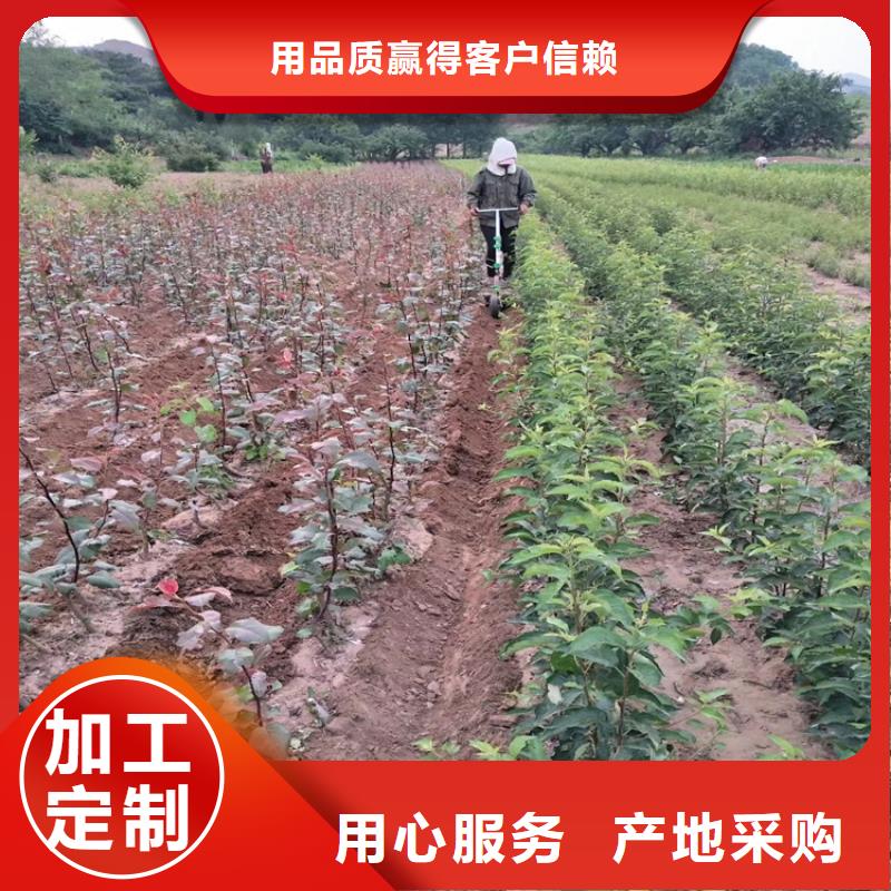 梨树,草莓苗免费安装