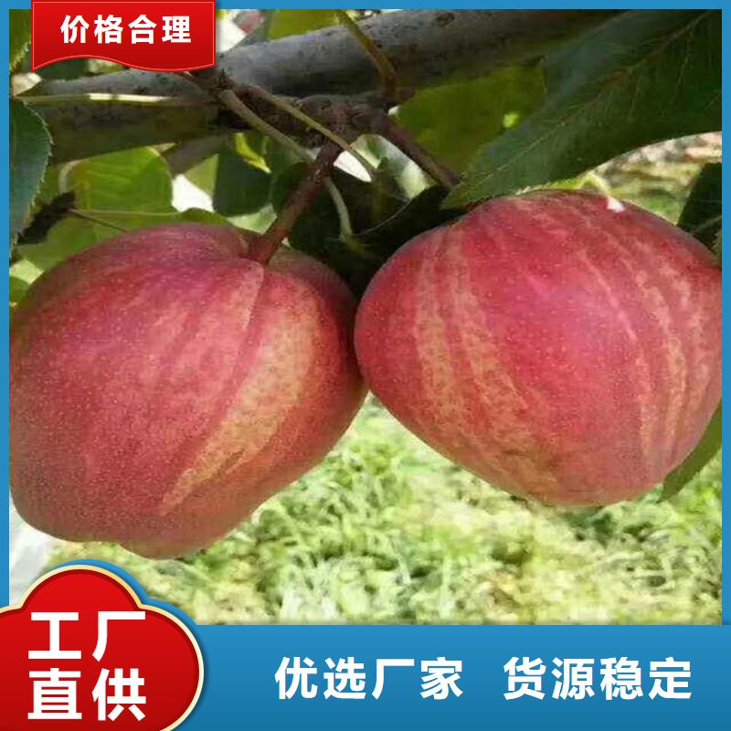 梨树草莓苗高标准高品质