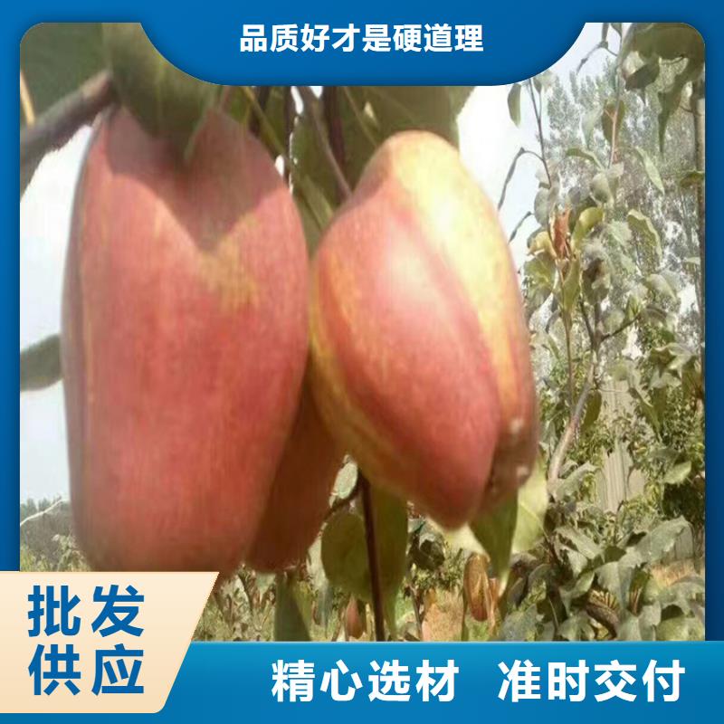北美冬青-视频-北美冬青-轩园园艺场(昆明市分公司)服务区域东川|西山|普洱|德宏|大理|临沧|红河|楚雄
