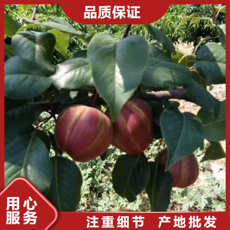 北美冬青-视频-吉林省四平市轩园北美冬青可服务区域公主岭|双辽|延边|吉林|长春|辽源|通化等