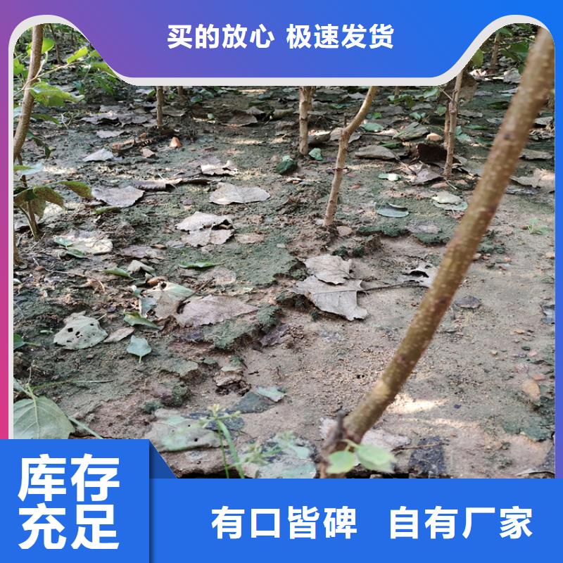 北美冬青视频-霍山|寿县|芜湖|铜陵|淮南|亳州|宿州|黄山北美冬青追求细节品质-轩园园艺场(六安市分公司)