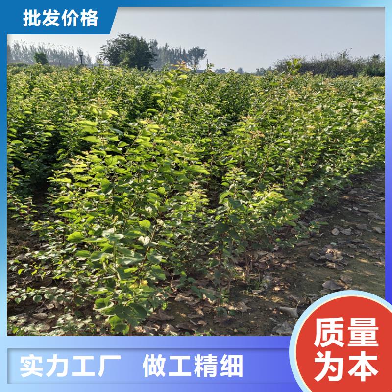 北美冬青视频-霍山|寿县|芜湖|铜陵|淮南|亳州|宿州|黄山北美冬青追求细节品质-轩园园艺场(六安市分公司)