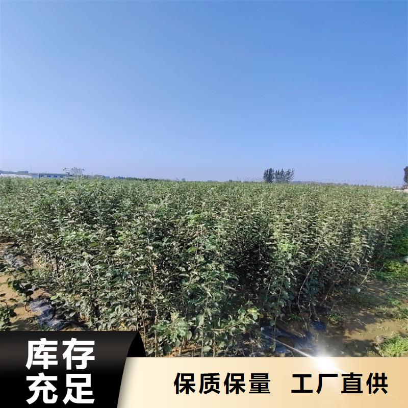 梨树,草莓苗免费安装