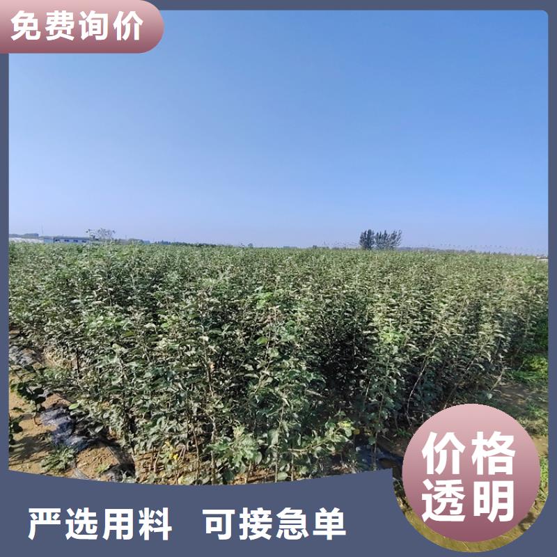 梨树草莓苗高标准高品质