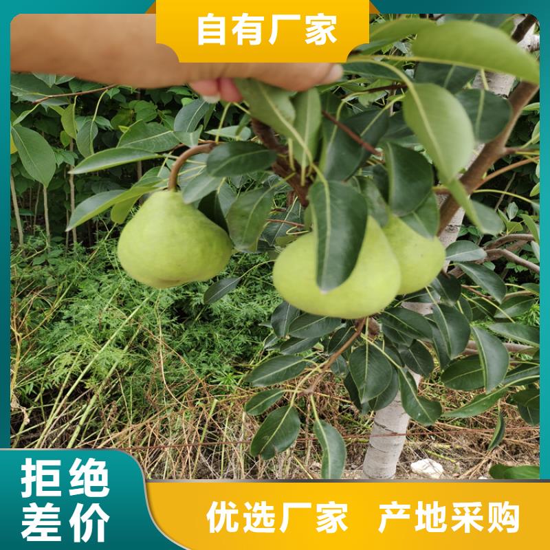 北美冬青视频-霍山|寿县|芜湖|铜陵|淮南|亳州|宿州|黄山北美冬青追求细节品质-轩园园艺场(六安市分公司)
