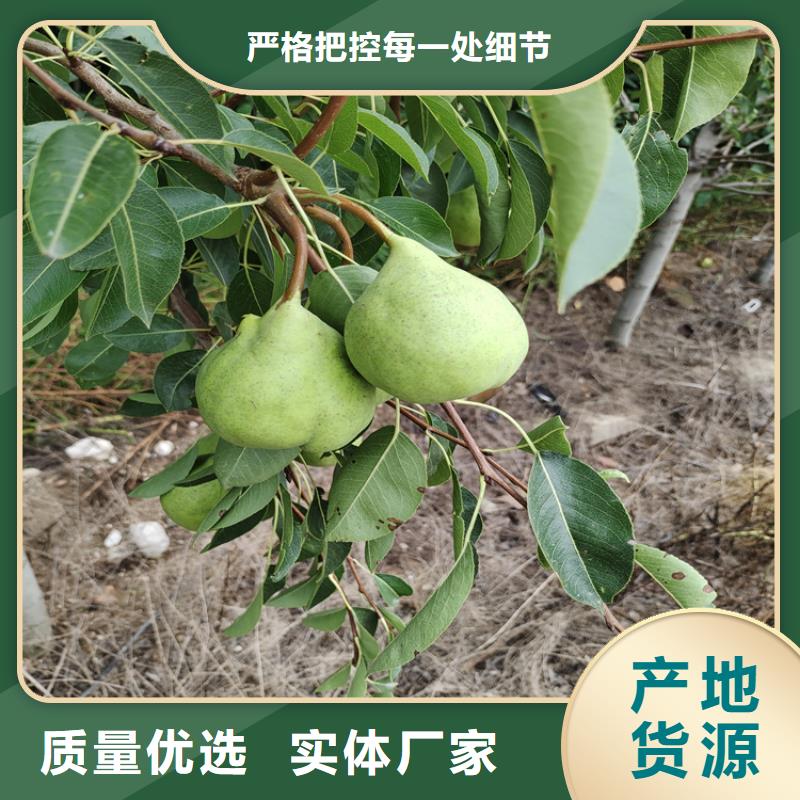 北美冬青-视频-北美冬青-轩园园艺场(昆明市分公司)服务区域东川|西山|普洱|德宏|大理|临沧|红河|楚雄