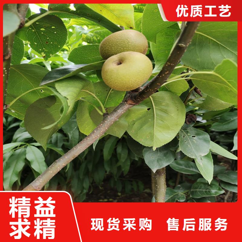 北美冬青-视频-吉林省四平市轩园北美冬青可服务区域公主岭|双辽|延边|吉林|长春|辽源|通化等