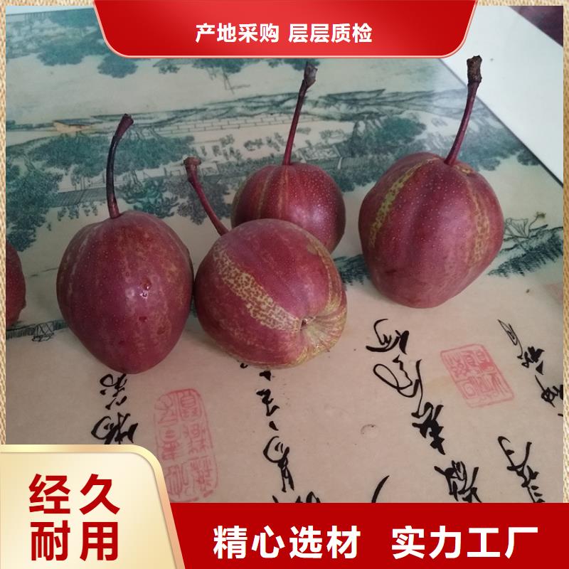 北美冬青-视频-北美冬青-轩园园艺场(昆明市分公司)服务区域东川|西山|普洱|德宏|大理|临沧|红河|楚雄
