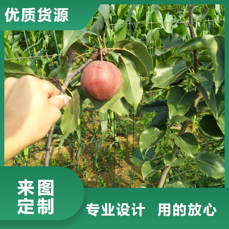 北美冬青-视频-北美冬青-轩园园艺场(昆明市分公司)服务区域东川|西山|普洱|德宏|大理|临沧|红河|楚雄