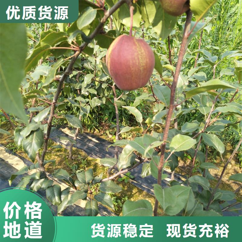 梨树草莓苗高标准高品质