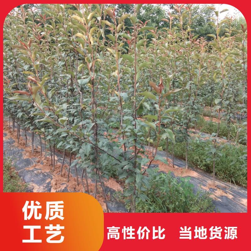 北美冬青-视频-北美冬青-轩园园艺场(昆明市分公司)服务区域东川|西山|普洱|德宏|大理|临沧|红河|楚雄