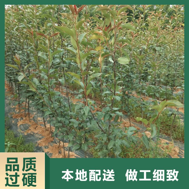 北美冬青-视频-吉林省四平市轩园北美冬青可服务区域公主岭|双辽|延边|吉林|长春|辽源|通化等