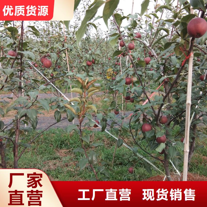 北美冬青-视频-北美冬青-轩园园艺场(昆明市分公司)服务区域东川|西山|普洱|德宏|大理|临沧|红河|楚雄