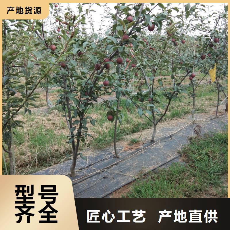 北美冬青视频-霍山|寿县|芜湖|铜陵|淮南|亳州|宿州|黄山北美冬青追求细节品质-轩园园艺场(六安市分公司)