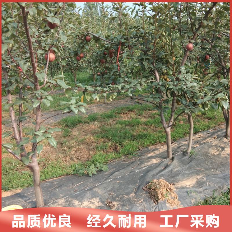 梨树,草莓苗免费安装