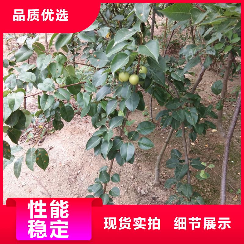 北美冬青-视频-北美冬青-轩园园艺场(昆明市分公司)服务区域东川|西山|普洱|德宏|大理|临沧|红河|楚雄