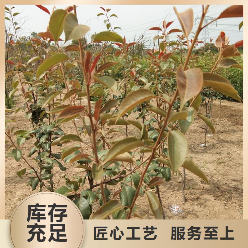 梨树草莓苗高标准高品质