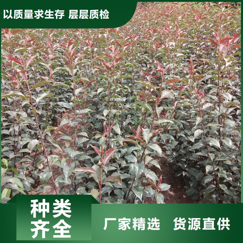 北美冬青-视频-北美冬青-轩园园艺场(昆明市分公司)服务区域东川|西山|普洱|德宏|大理|临沧|红河|楚雄