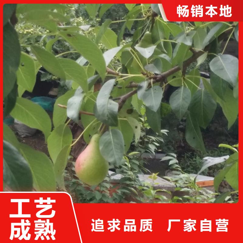 北美冬青视频-霍山|寿县|芜湖|铜陵|淮南|亳州|宿州|黄山北美冬青追求细节品质-轩园园艺场(六安市分公司)