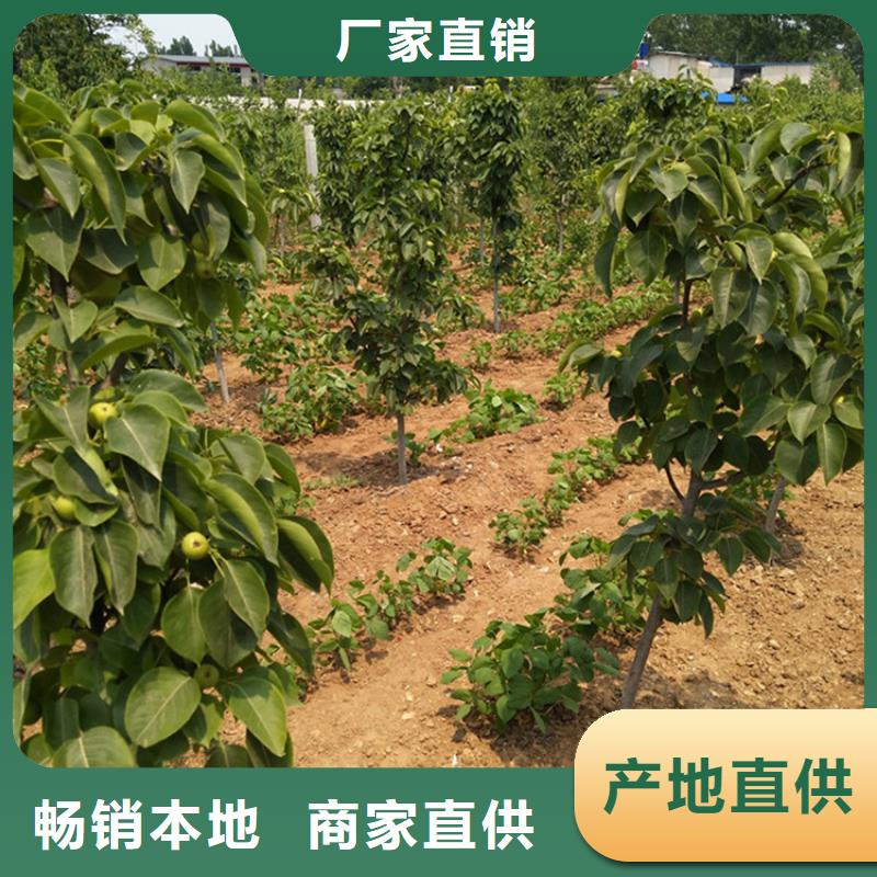 北美冬青-视频-北美冬青-轩园园艺场(昆明市分公司)服务区域东川|西山|普洱|德宏|大理|临沧|红河|楚雄