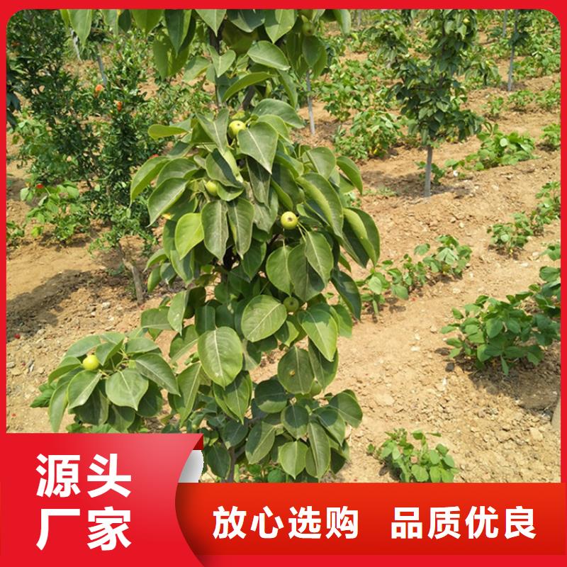 北美冬青-视频-北美冬青-轩园园艺场(昆明市分公司)服务区域东川|西山|普洱|德宏|大理|临沧|红河|楚雄
