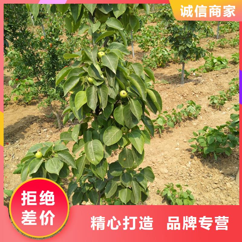 梨树草莓苗高标准高品质