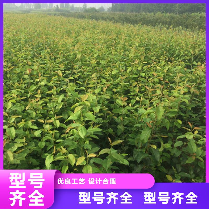 北美冬青-视频-吉林省四平市轩园北美冬青可服务区域公主岭|双辽|延边|吉林|长春|辽源|通化等