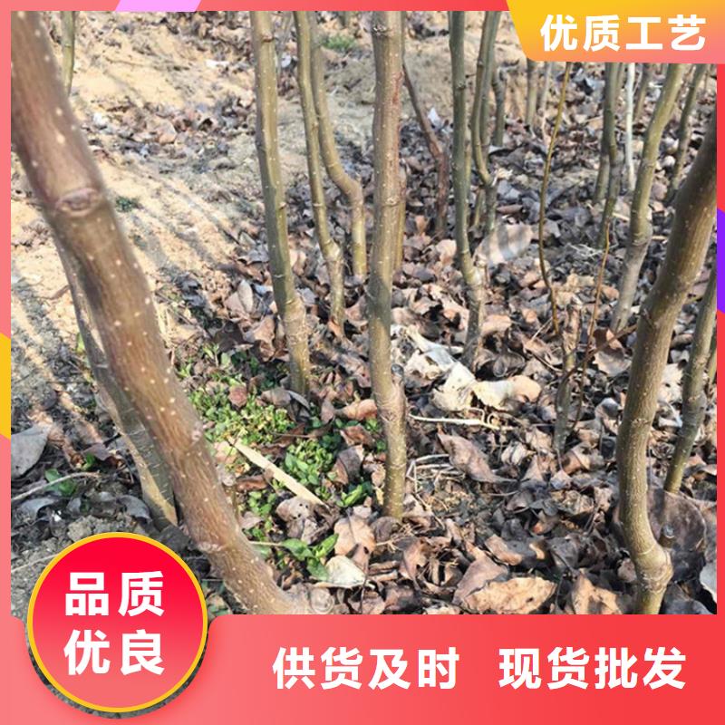 北美冬青-视频-吉林省四平市轩园北美冬青可服务区域公主岭|双辽|延边|吉林|长春|辽源|通化等