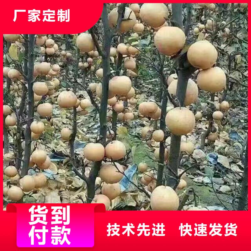 北美冬青视频-霍山|寿县|芜湖|铜陵|淮南|亳州|宿州|黄山北美冬青追求细节品质-轩园园艺场(六安市分公司)