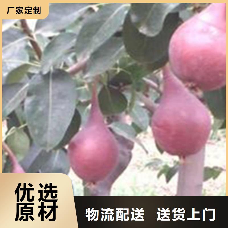 北美冬青视频-霍山|寿县|芜湖|铜陵|淮南|亳州|宿州|黄山北美冬青追求细节品质-轩园园艺场(六安市分公司)