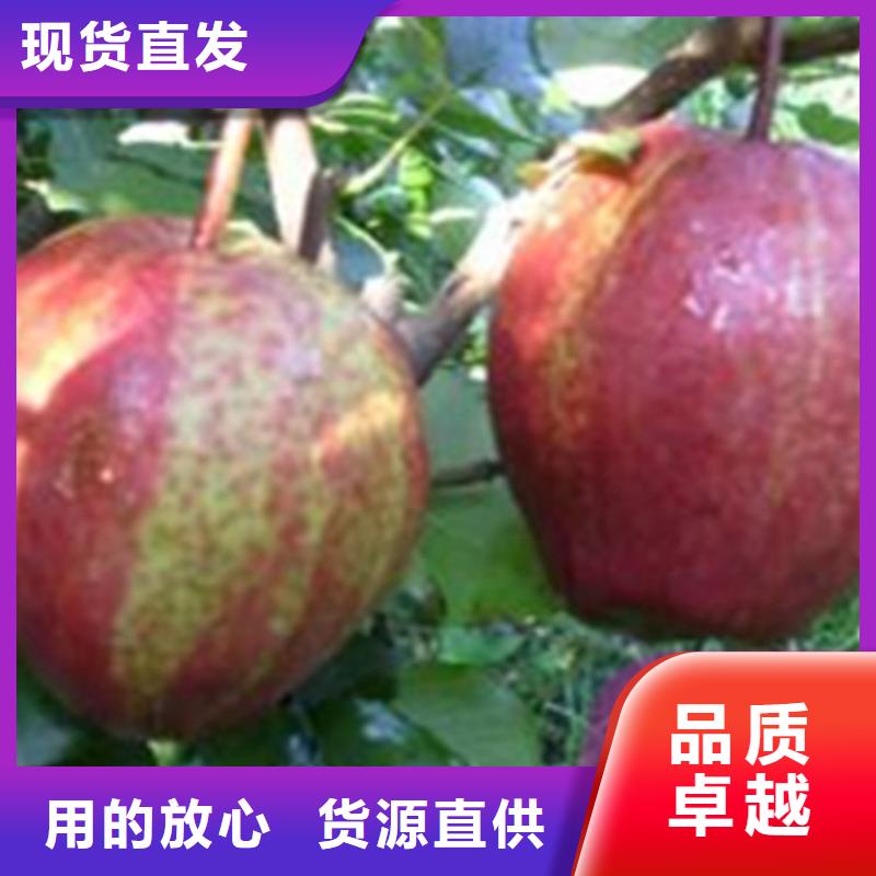 梨树,草莓苗免费安装