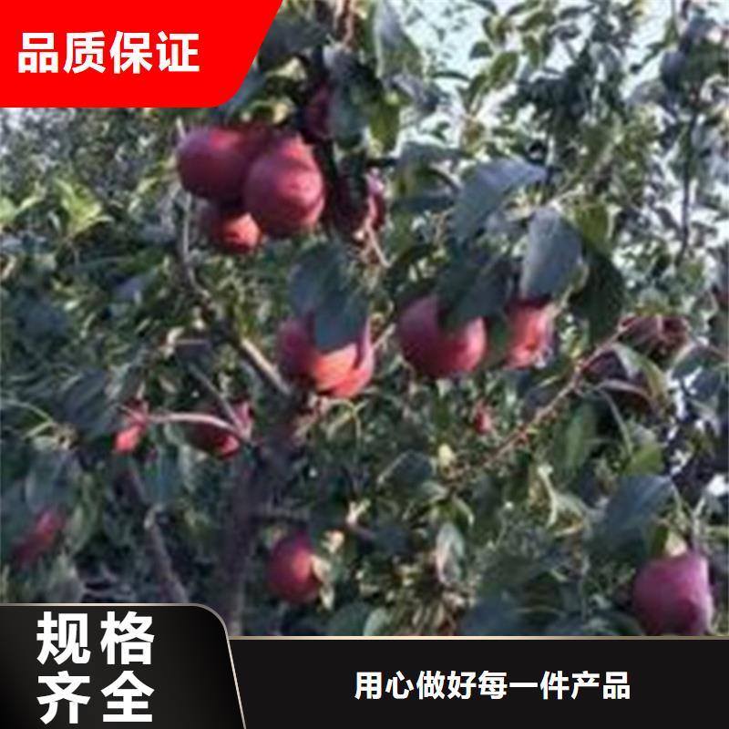 北美冬青-视频-北美冬青-轩园园艺场(昆明市分公司)服务区域东川|西山|普洱|德宏|大理|临沧|红河|楚雄