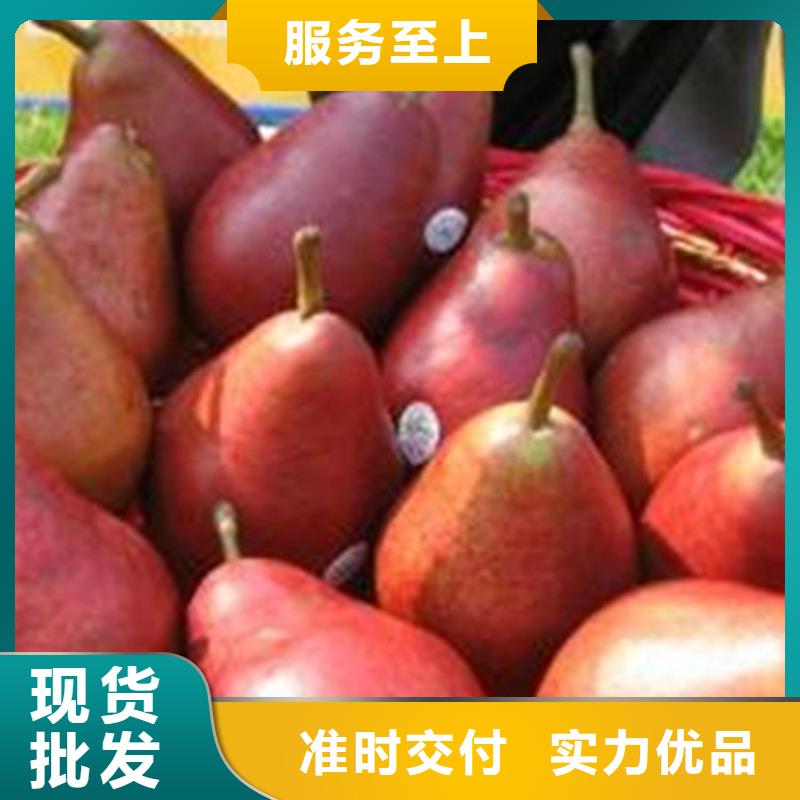 北美冬青-视频-吉林省四平市轩园北美冬青可服务区域公主岭|双辽|延边|吉林|长春|辽源|通化等