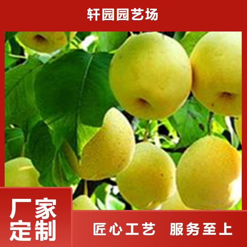 北美冬青视频-霍山|寿县|芜湖|铜陵|淮南|亳州|宿州|黄山北美冬青追求细节品质-轩园园艺场(六安市分公司)