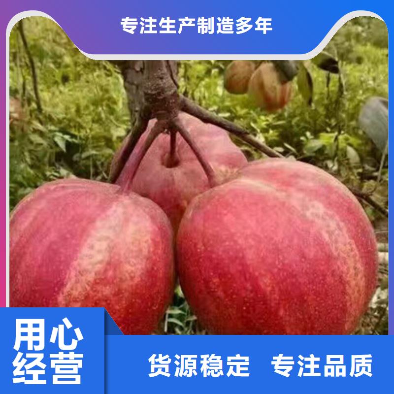 北美冬青视频-霍山|寿县|芜湖|铜陵|淮南|亳州|宿州|黄山北美冬青追求细节品质-轩园园艺场(六安市分公司)