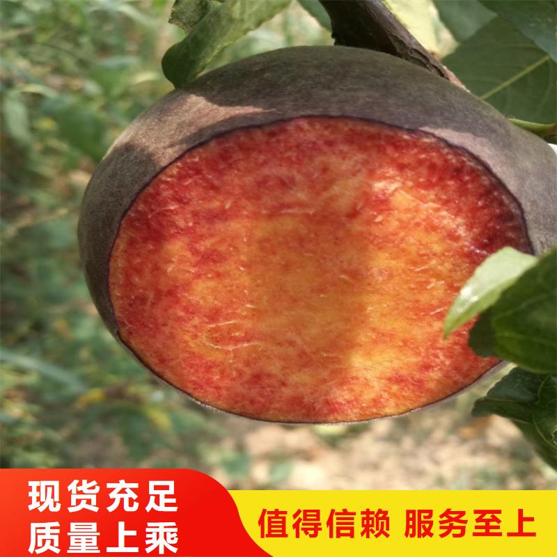【桃杏树苗质量牢靠】