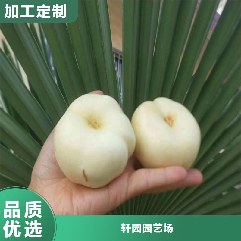 北美冬青视频-高安|樟树|吉安|南昌|景德镇|抚州|新余|萍乡|九江北美冬青厂家自营-轩园园艺场(宜春市分公司)