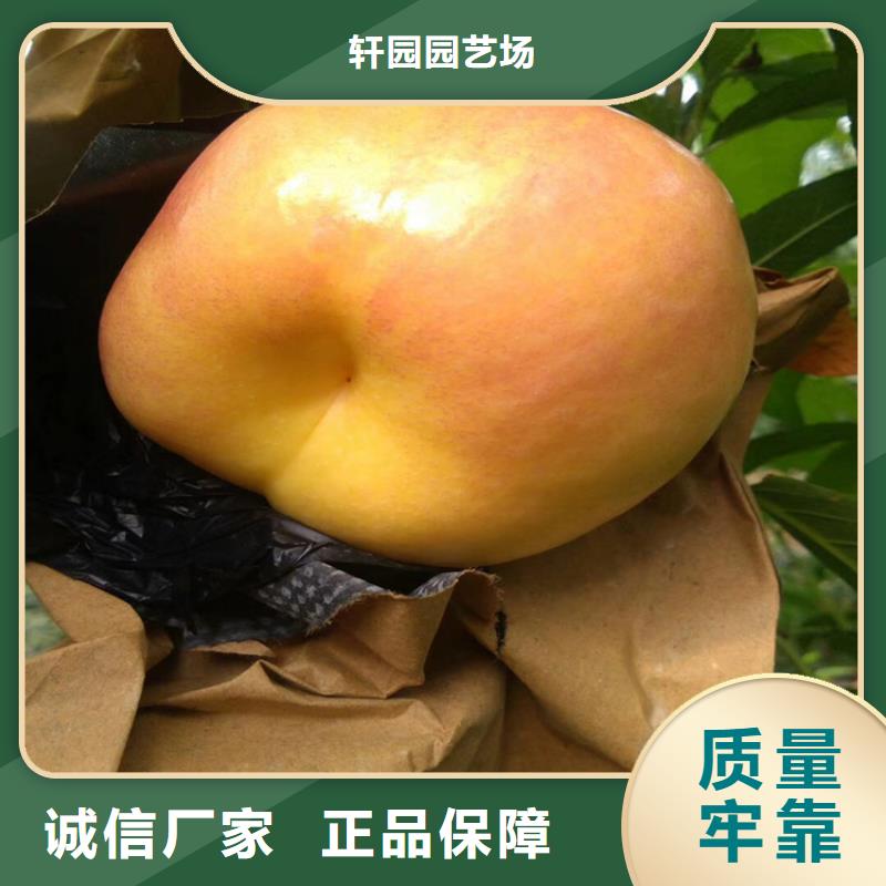 桃樱桃苗源头实体厂商