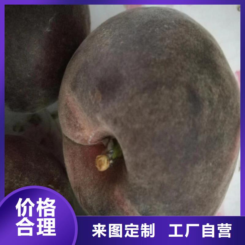 【桃杏树苗质量牢靠】
