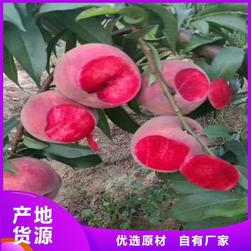 北美冬青-视频-北美冬青-青海省玉树市此地服务商-黄南|海北|海东|果洛|西宁|海南