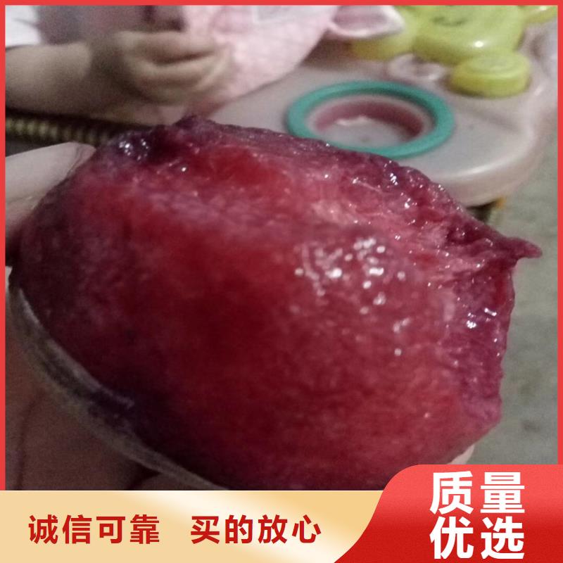 北美冬青-视频-北美冬青-青海省玉树市此地服务商-黄南|海北|海东|果洛|西宁|海南