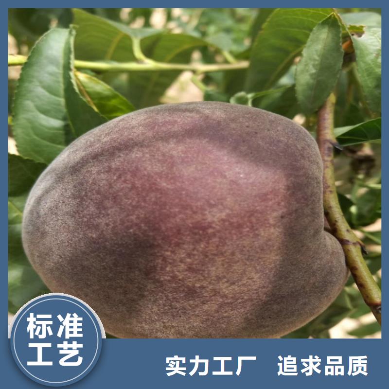 北美冬青视频-高安|樟树|吉安|南昌|景德镇|抚州|新余|萍乡|九江北美冬青厂家自营-轩园园艺场(宜春市分公司)