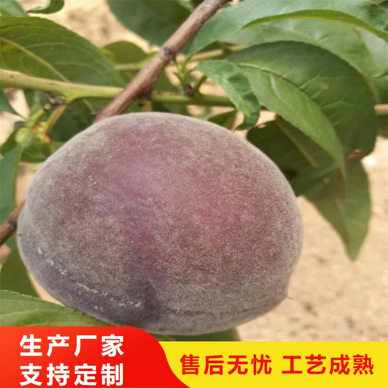 北美冬青视频-高安|樟树|吉安|南昌|景德镇|抚州|新余|萍乡|九江北美冬青厂家自营-轩园园艺场(宜春市分公司)