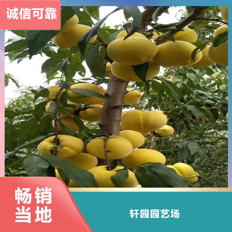 北美冬青视频-高安|樟树|吉安|南昌|景德镇|抚州|新余|萍乡|九江北美冬青厂家自营-轩园园艺场(宜春市分公司)