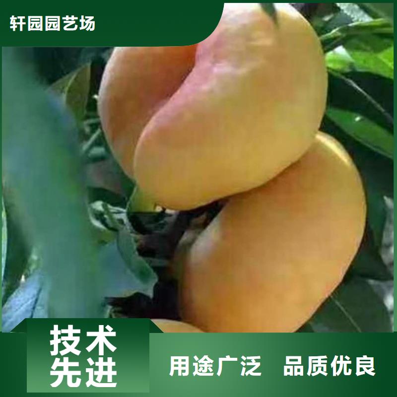 北美冬青-视频-北美冬青-青海省玉树市此地服务商-黄南|海北|海东|果洛|西宁|海南