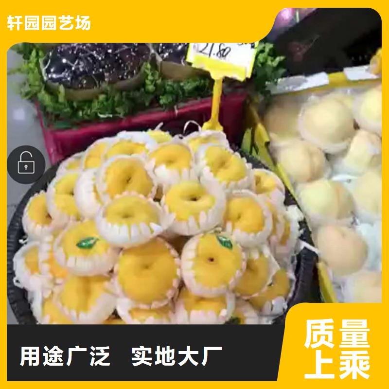 北美冬青-视频-北美冬青-青海省玉树市此地服务商-黄南|海北|海东|果洛|西宁|海南
