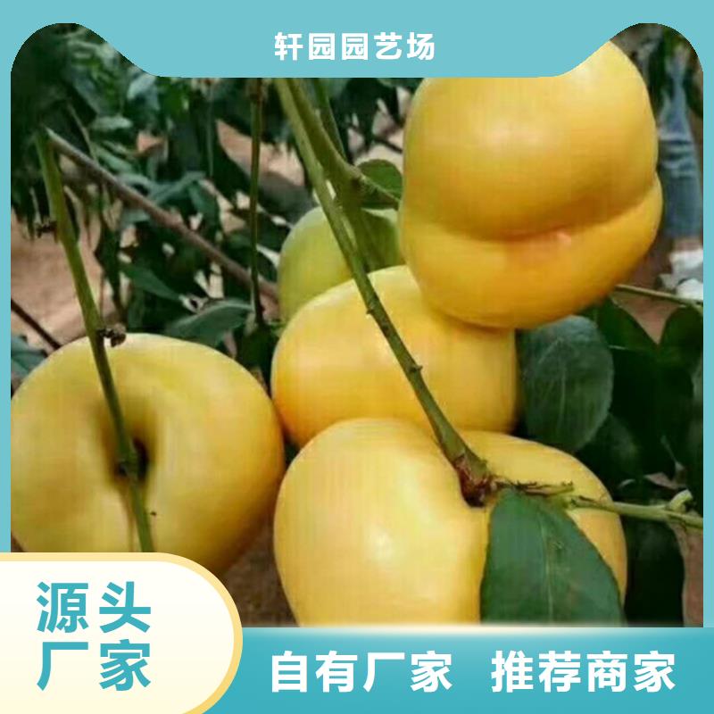 北美冬青-视频-北美冬青-青海省玉树市此地服务商-黄南|海北|海东|果洛|西宁|海南